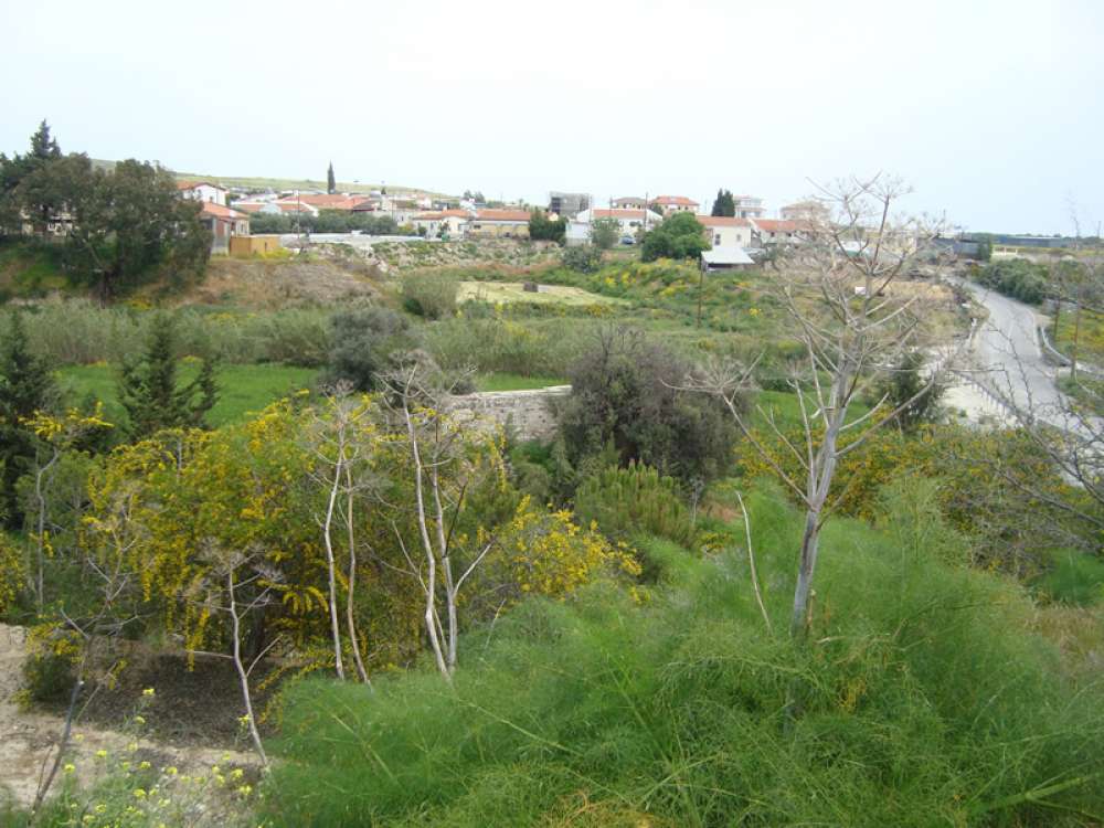 Wild vegetation near Pouzis River